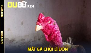 Mắt Gà Chọi Lì Đòn